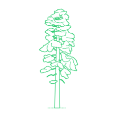Plants Thujas Incense Cedar Digital Sketch Svg Design, Free Vectors File